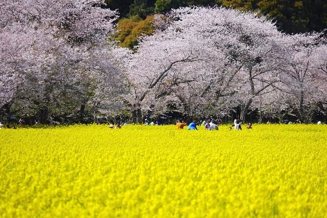 Cherry Blossoms Spot at Aso, the No.1 Cherry Blossoms spot in Kyushu ( About a hour from Fukuoka Airport )