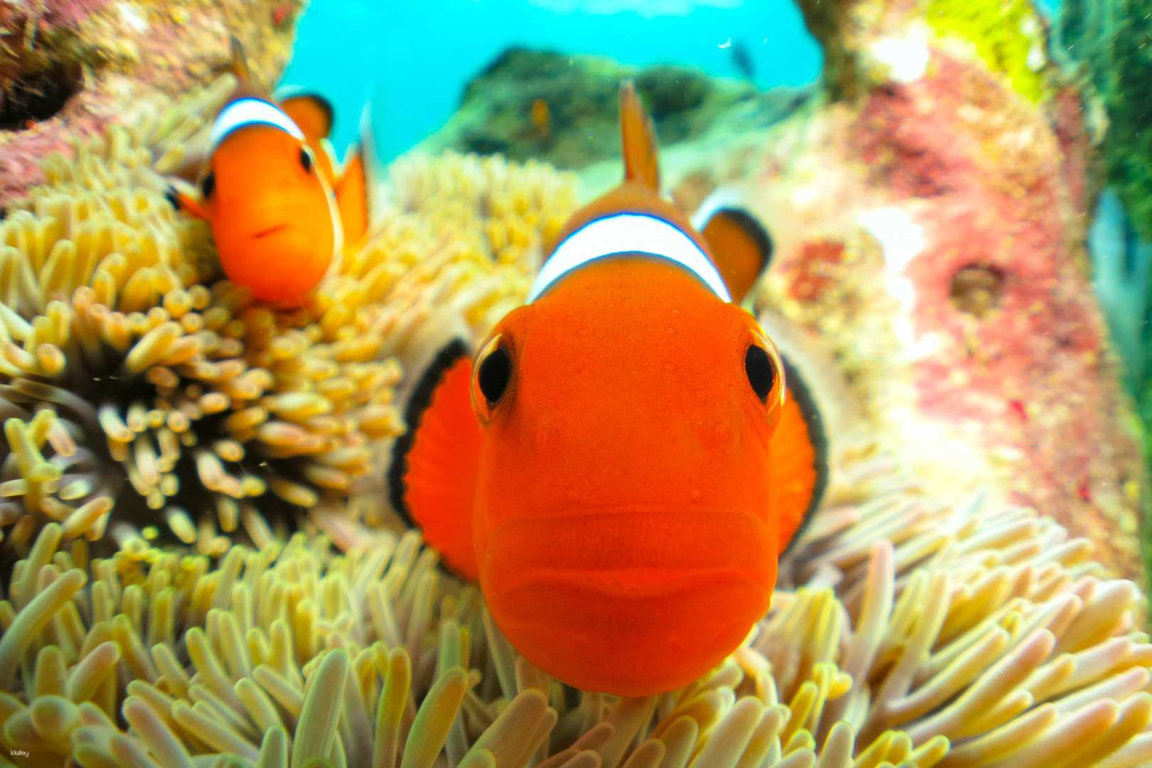 Adventure Island Clownfish Paradise Snorkeling Reservations Private Group Photo Shooting Service + Feeding Experience (Onna Village, Okinawa) - Photo 1 of 9