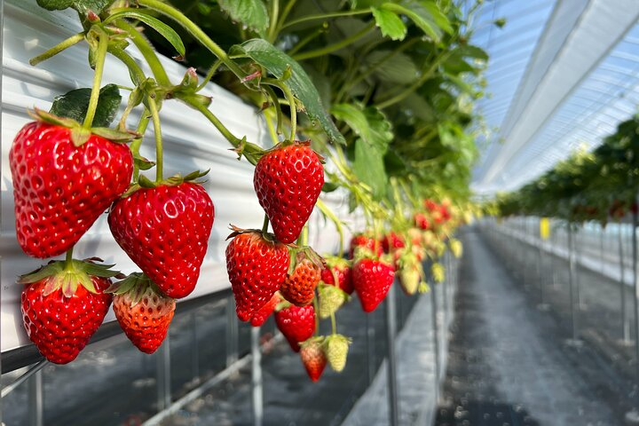 All You Can Eat Strawberry Picking in Izumisano Osaka  - Photo 1 of 11