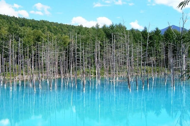 Asahiyama Zoo, Blue Pond, Shirahige Falls, Ningle Terrace (from Sapporo) - Photo 1 of 17