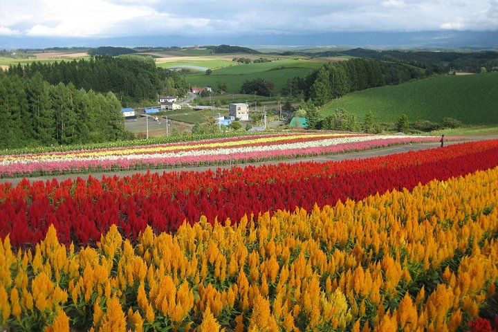 [Biei/Furano] One-day sightseeing by private car! - Photo 1 of 5