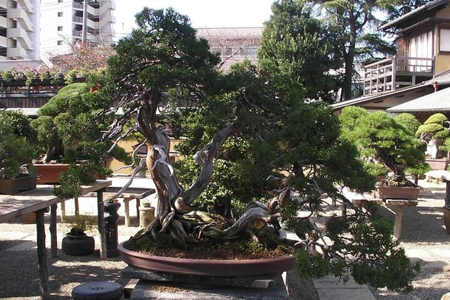 Bonsai and Washi Museum visit in Tokyo - Photo 1 of 13