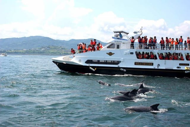 [Bus Route Tour] Dolphin Watching in Amakusa & Seaview BBQ with Round-Trip Tickets | Kumamoto Departure | Japan - Photo 1 of 10