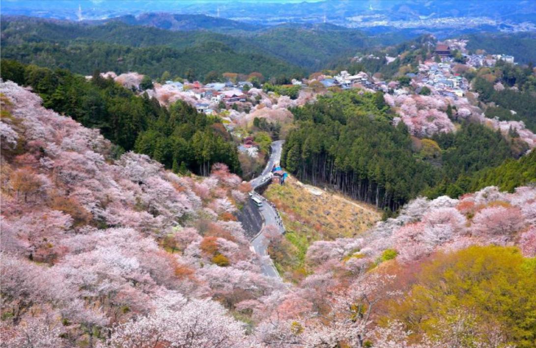 [Cherry Blossom Season Limited] Nara Yoshino Cherry Blossom One-Day Tour | Gather at Nihonbashi or Pick-up from hotel - Photo 1 of 10