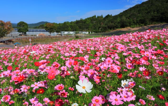 cosmos-flowers-field-and-ise-shrine-on-1-day-bus-tour-from-nagoya_1