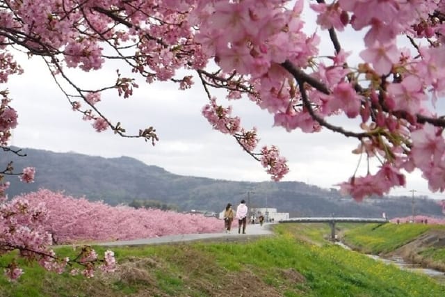 Early blooming cherry blossoms