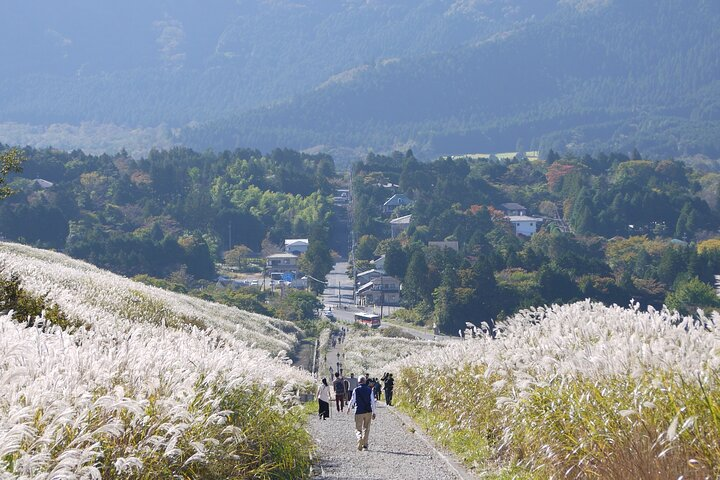 Sengokuhara Pampas Grass Field in autumn