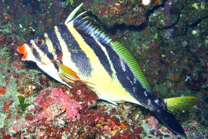 Enjoy diving In Izu,discover scuba diving for nondiver. - Photo 1 of 16