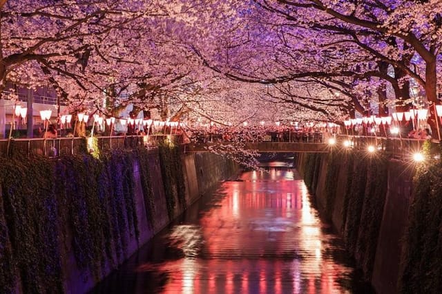 Tokyo Hanami Cherry blossom Food Tour