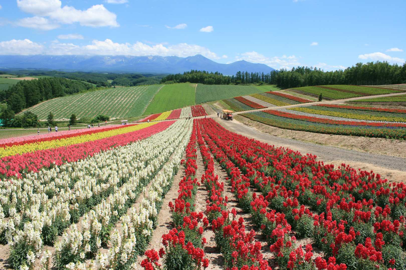 Farm Tomita, Shikisai-no-oka, Blue Pond Bus Tour from Furano - Photo 1 of 11