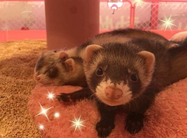 Ferret and Meerkat Cafe in Harajuku! - Photo 1 of 4