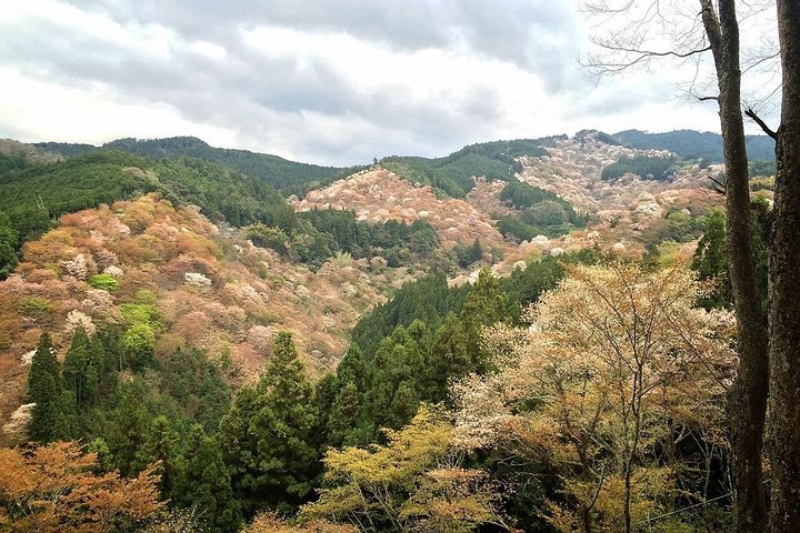 Full-Day Private Guided Tour in a Japanese Mountain: Yoshino, Nara - Photo 1 of 7