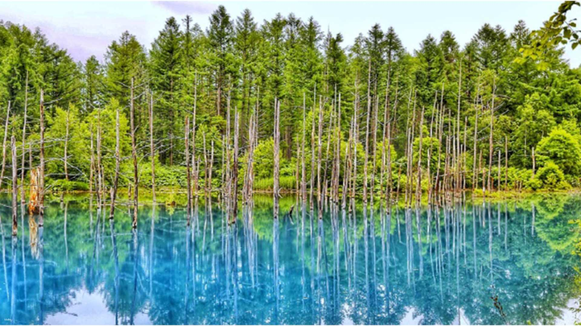 Furano 1-Day Tour: Shirogane Blue Pond, Shikisai no Oka Four Seasons Hill, & Farm Tomita with Chinese and Japanese Service | Hokkaido, Japan - Photo 1 of 8