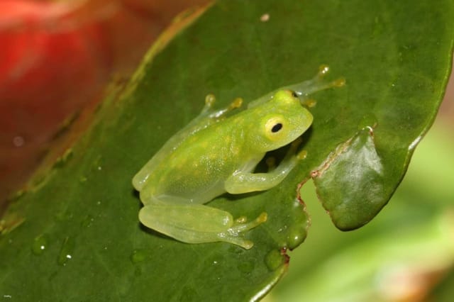 get-as-much-as-jpy-200-off-kawazoo-frog-house-admission-ticket-mutual-admission-ticket-shizuoka-japan_1