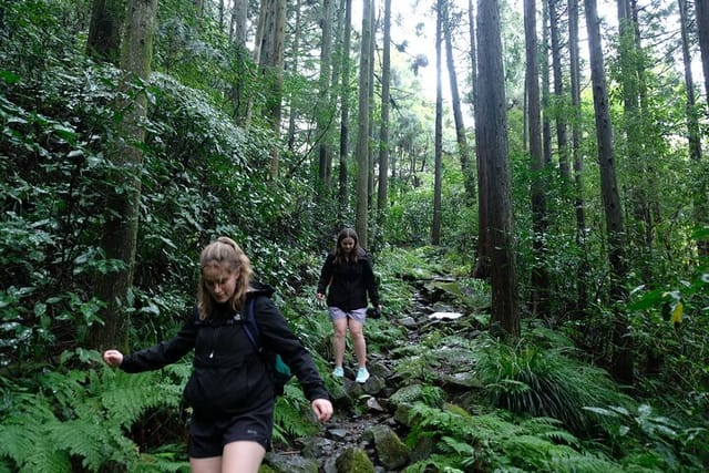 Half Day Forest Bathing in Hakone Geopark - Photo 1 of 10