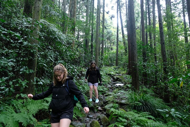 Half Day Forest Bathing in Hakone Geopark - Photo 1 of 10