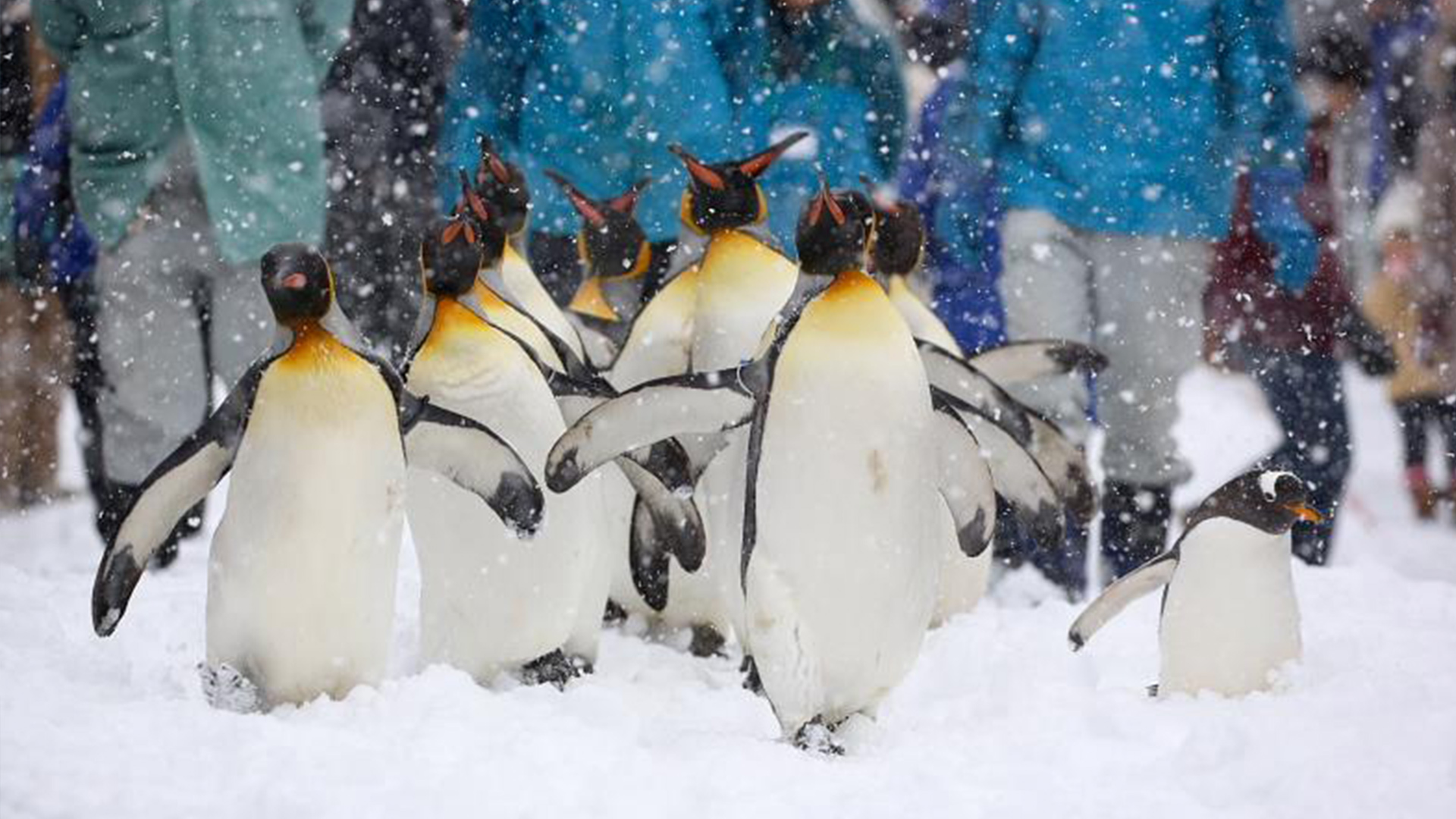 Hokkaido: Asahiyama Zoo, Furano, Biei, Ningle Terrace 1-Day Tour - Photo 1 of 5