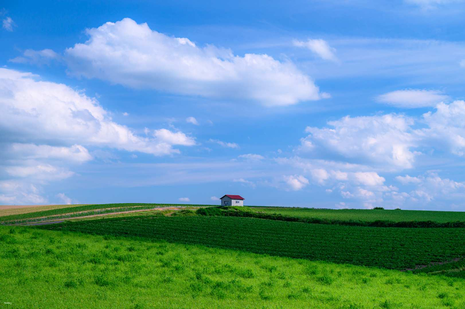 Hokkaido Biei | Patchwork Hill Countryside Walking Experience - Photo 1 of 9