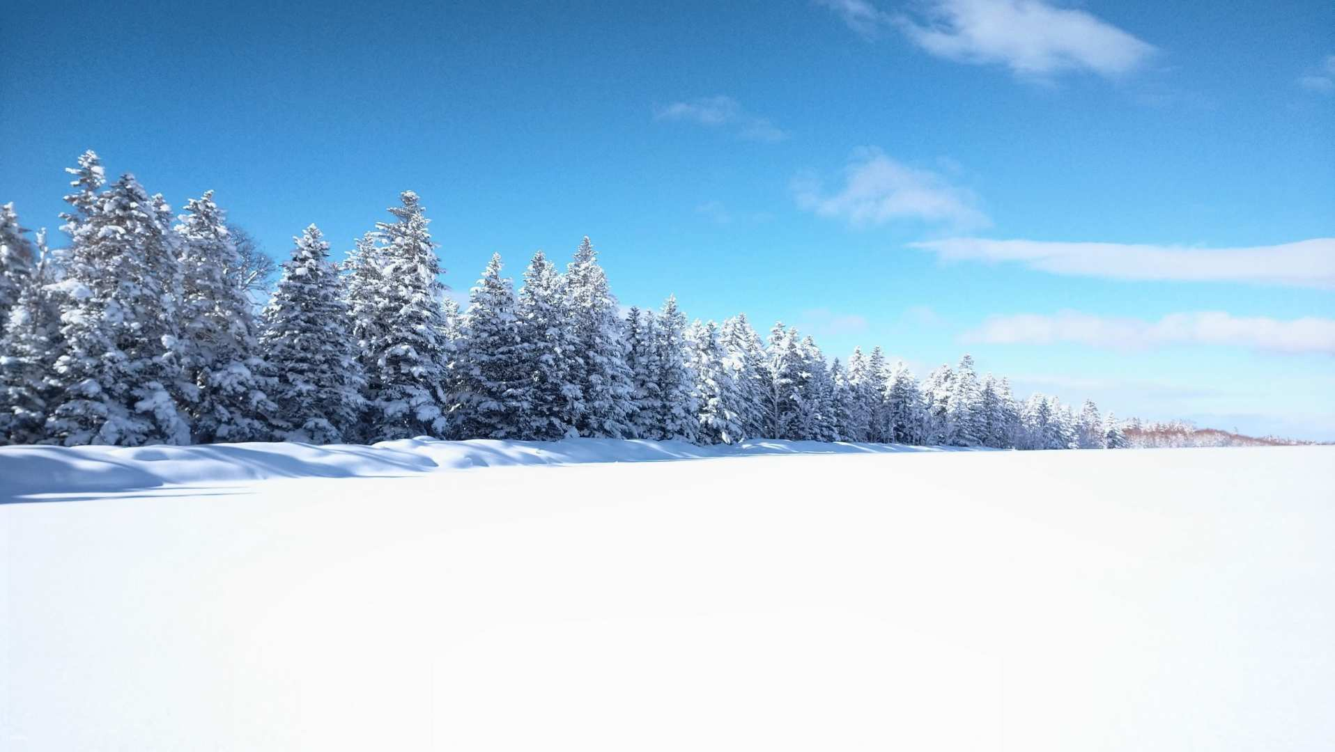 Hokkaido | Snowshoeing Experience in Shirogane Forest (Giant Tree Forest and Great Snowfield Course) - Photo 1 of 3