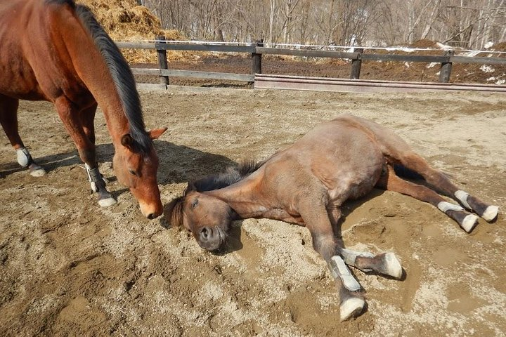 Horse Riding - Photo 1 of 2