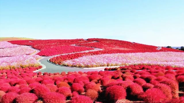 Ibaraki Hitachi Seaside Park Flower Fields Full-day Tour from Tokyo - Photo 1 of 10