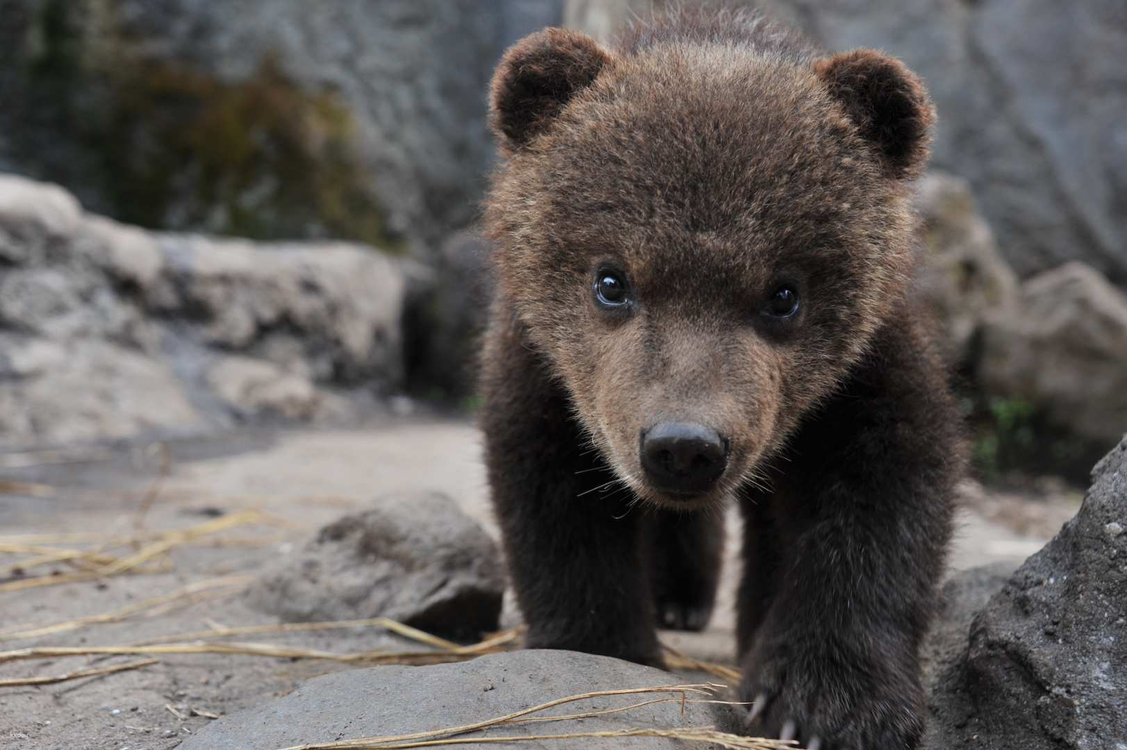 [Instant Confirmation] Noboribetsu Bear Park Admission Ticket | Noboribetsu, Hokkaido - Photo 1 of 8