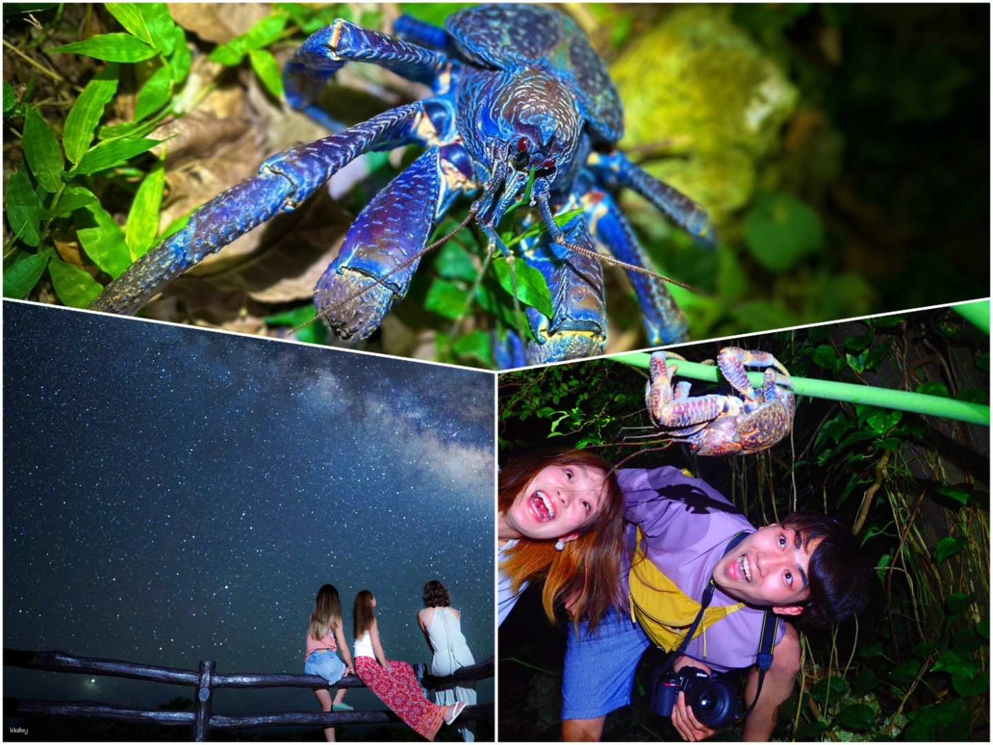 Ishigaki Island: Starry Sky Observation & Jungle Night Tour | Meet at Ishigaki Port Remote Island Terminal - Photo 1 of 9