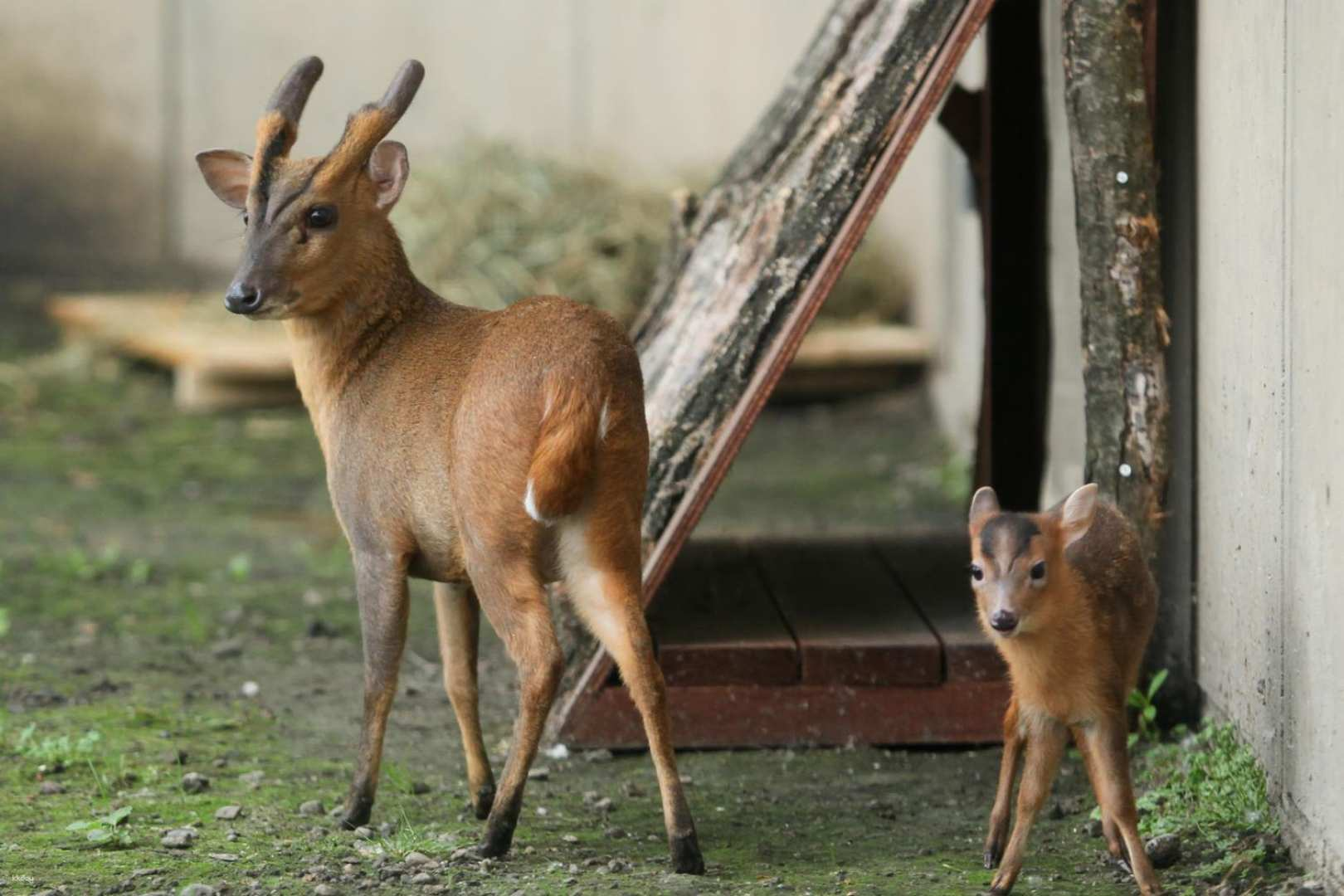 Japan | Hokkaido Asahiyama Zoo Ticket - Photo 1 of 4