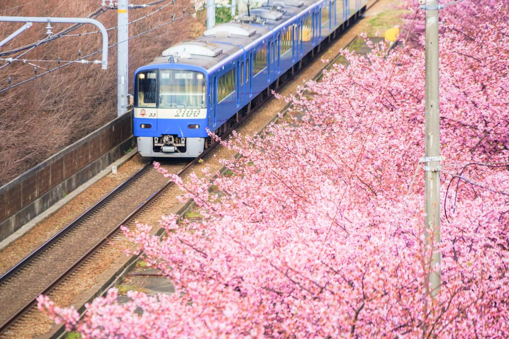 [Japan] Kamakura & Miura Coast & Kawazu Cherry Blossom Festival