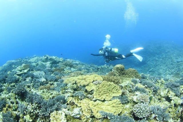 japanokinawa-ginowan-coral-reef-boat-diving-experience-diving_1