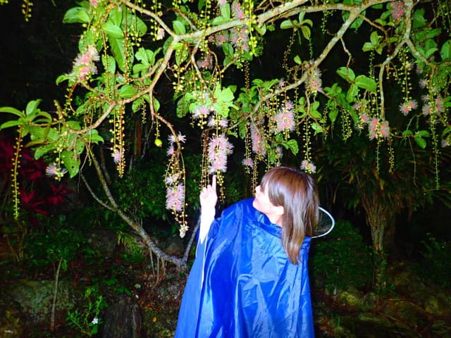 [June to August Only] Sagaribana Blooming & Stargazing Experience on Ishigaki Island | Okinawa - Photo 1 of 5