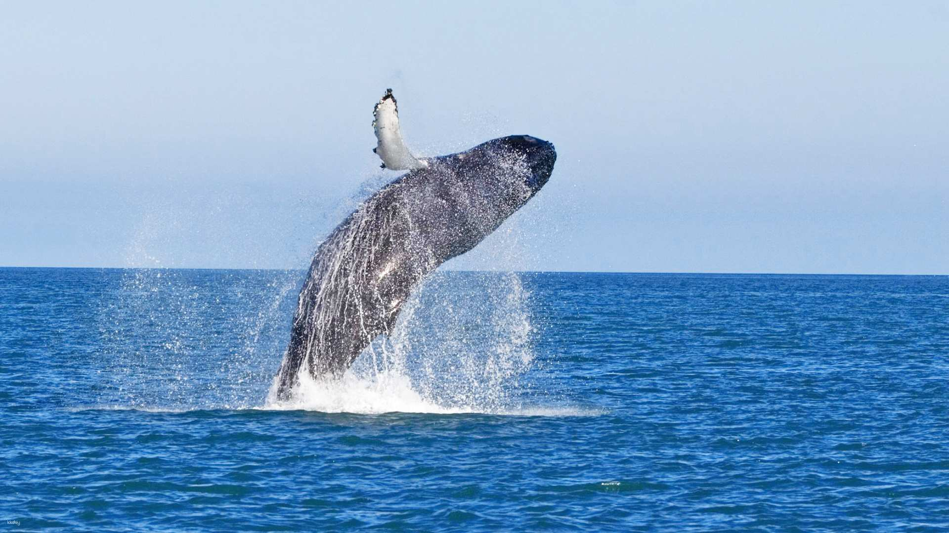 Kerama Island Whale Watching Half-Day Tour from Naha / Chatan in Okinawa | Japan - Photo 1 of 9