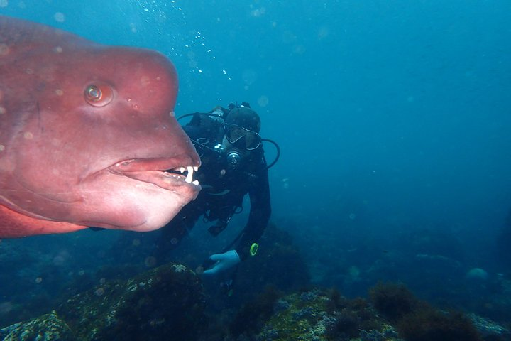 Let's enjoy Scuba diving in Izu Oceanic park Izu Peninsula for certificate Diver - Photo 1 of 25