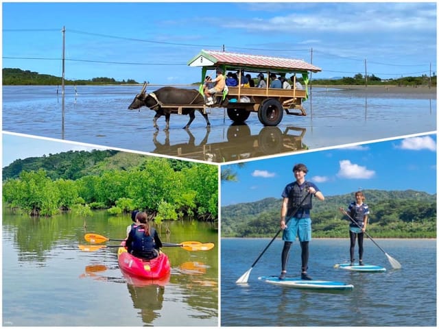 mangrove-sup-or-canoe-experience-water-buffalo-cart-yubu-island-sightseeing-iriomote-island-japan_1