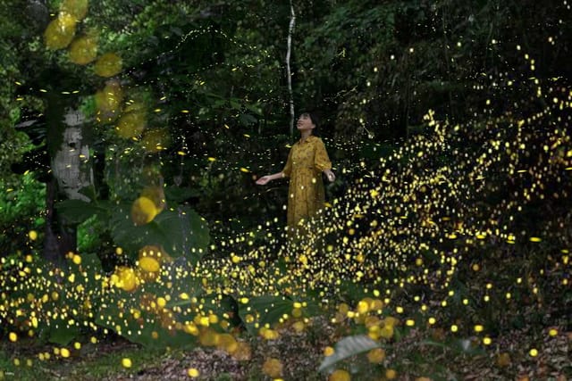 [March to May only] Natural illumination! Yaeyama firefly viewing tour reservations (Iriomote Island, Okinawa) - Photo 1 of 8