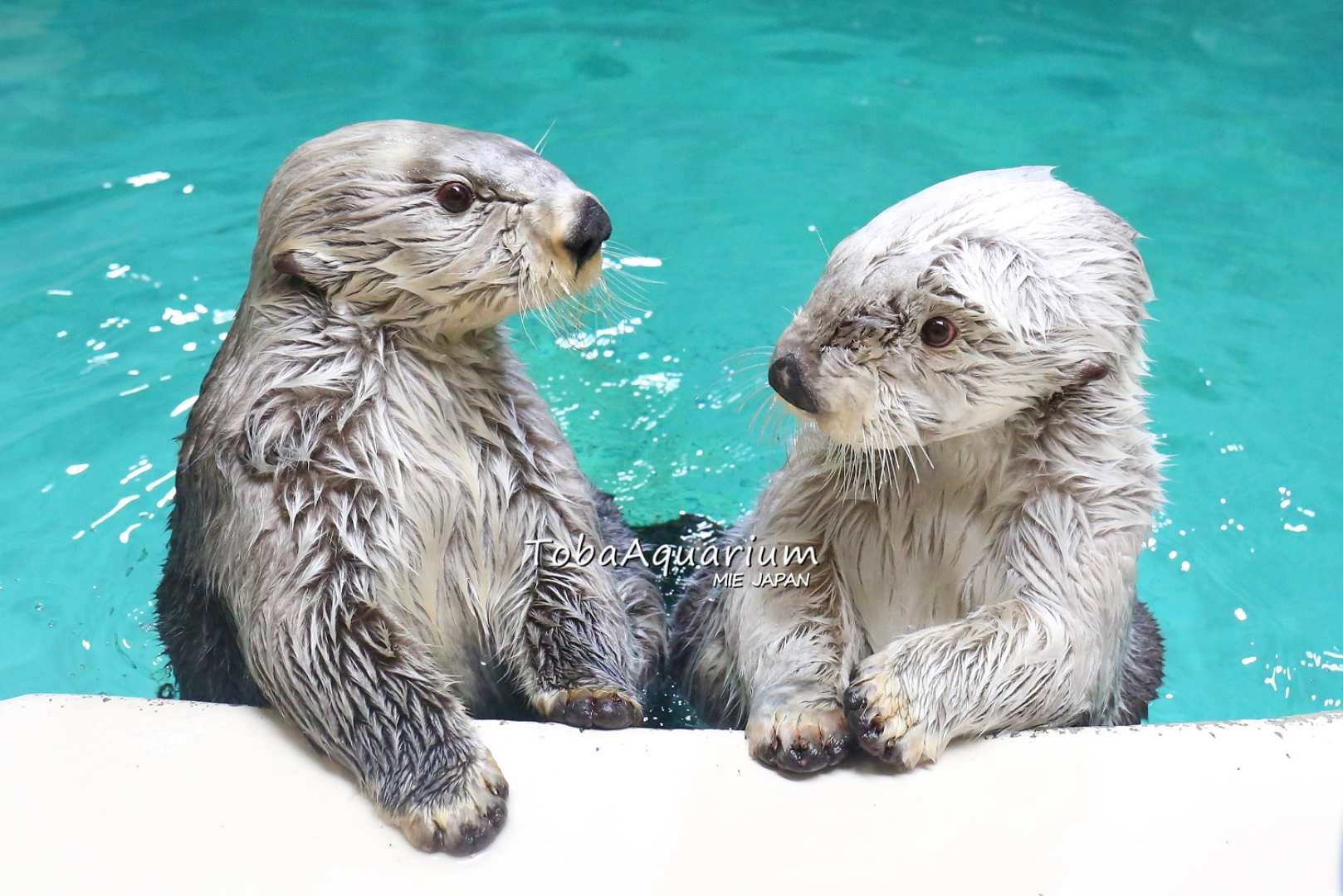 三重県 | 鳥羽水族館入場券 - Photo 1 of 4