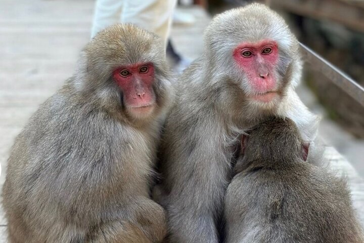 Nagano Full Day Tour Jigokudani Snow Monkey Park Zenkoji Temple - Photo 1 of 7