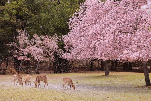 Nara Custom Half Day Tour - Photo 1 of 6