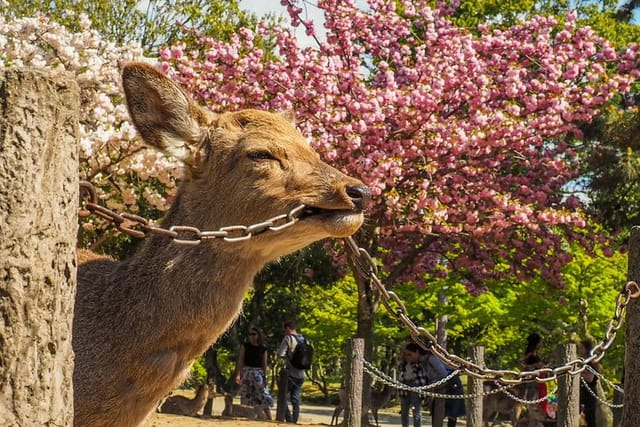 Nara Deer CityUnscripted