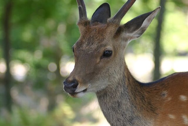 Nara Half Day Walking Tour - Photo 1 of 8