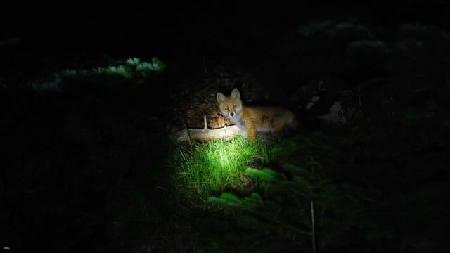 【Night Tour Hokkaido Higashi】Shiretoko Night Wildlife Observation - Photo 1 of 5