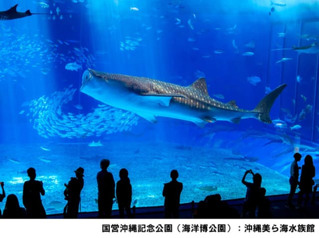 okinawa-churaumi-aquarium-admission-ticket-japan_1