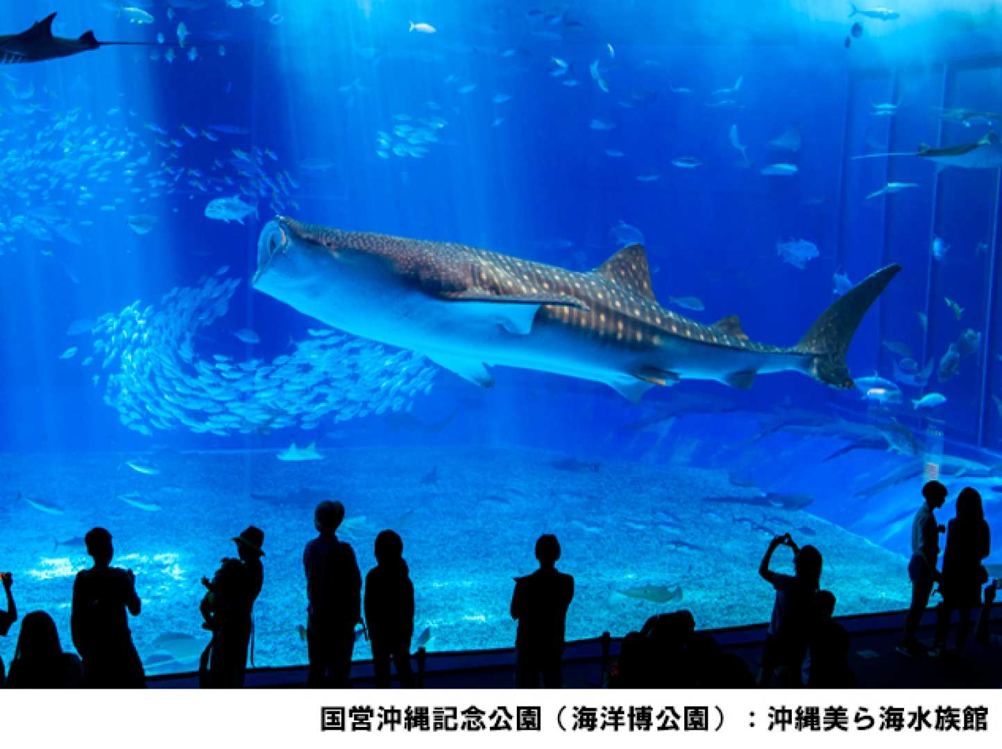 Okinawa Churaumi Aquarium Admission Ticket | Japan - Photo 1 of 6