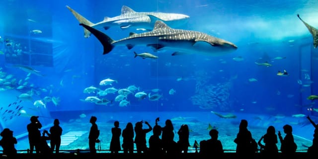 okinawa-gogo-3-sightseeing-pass-churaumi-aquarium-choose-2-destinations_1