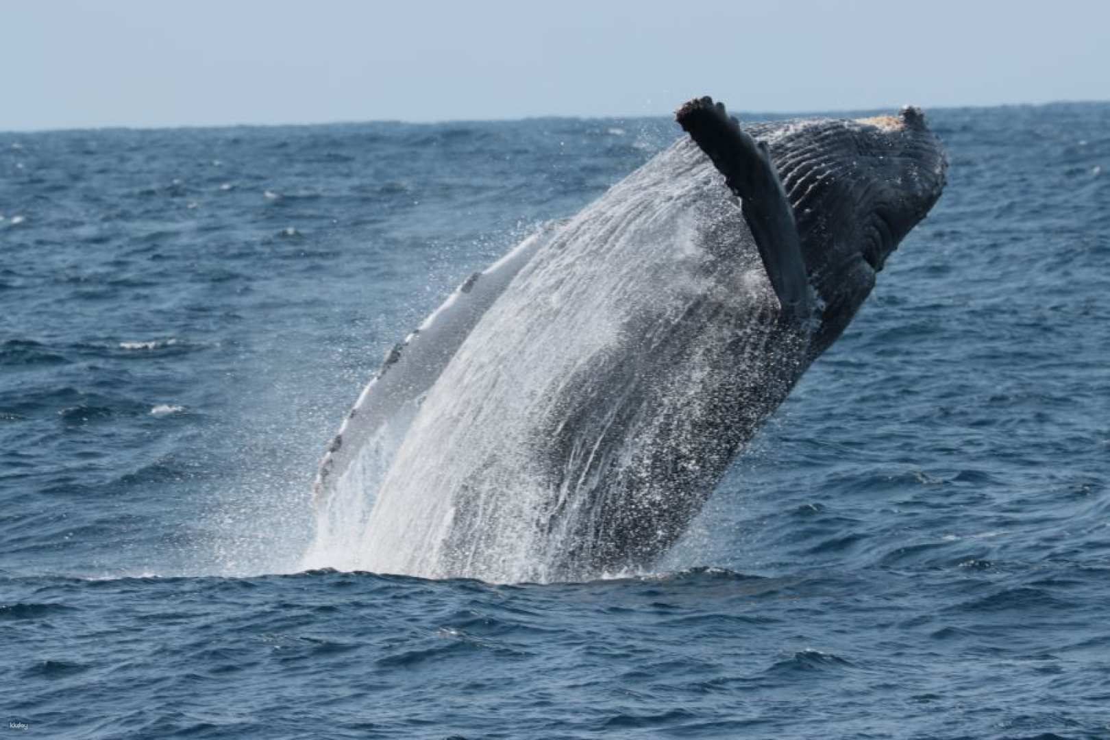 Okinawa, Japan｜Whale Watching Experience in Winter｜Departure from Chatan American Village (Go by yourself) - Photo 1 of 5