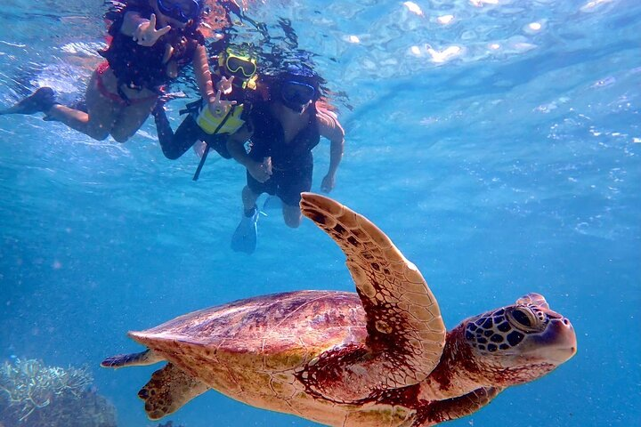 [Okinawa Miyako] Swim in the shining sea! Sea turtle Snorkeling - Photo 1 of 13