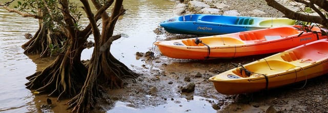 [Okinawa tour] Mangrove exploration kayak tour on Hija River where subtropical nature spreads｜Departing from Kadena (Central Okinawa) - Photo 1 of 5