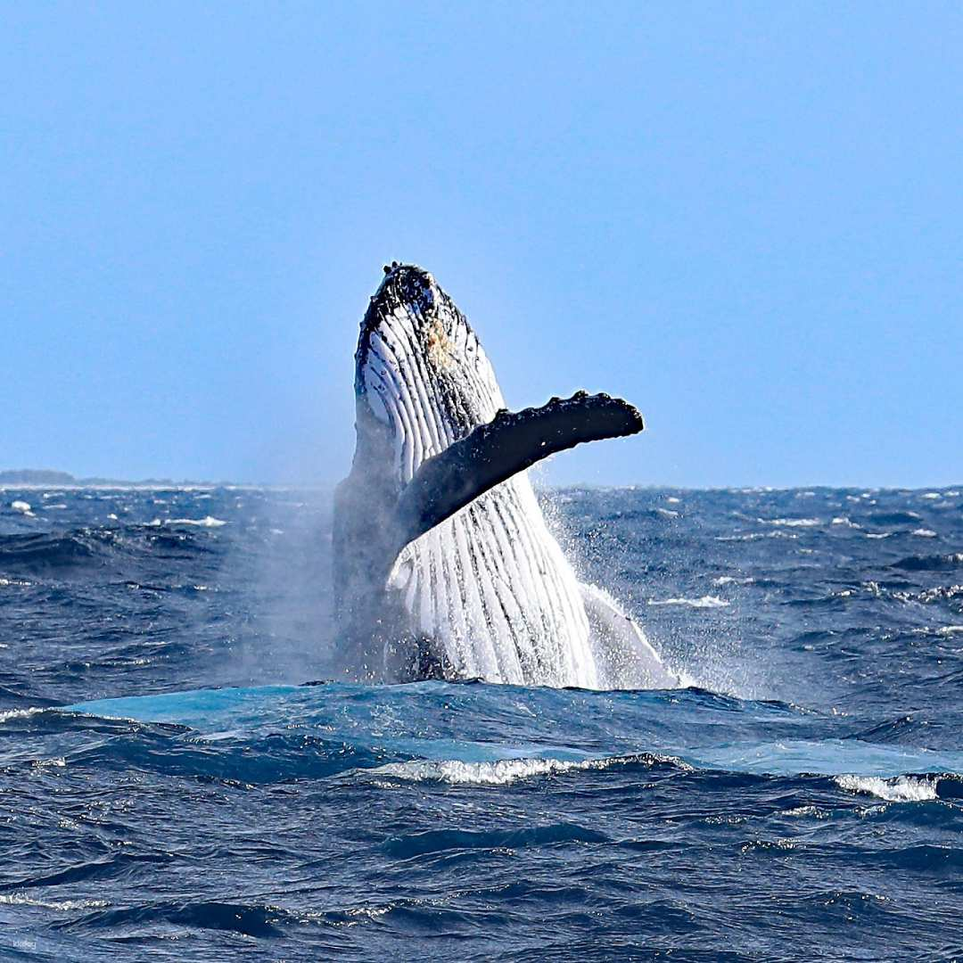 Okinawa Whale and Dolphin Watching Tour - Photo 1 of 9