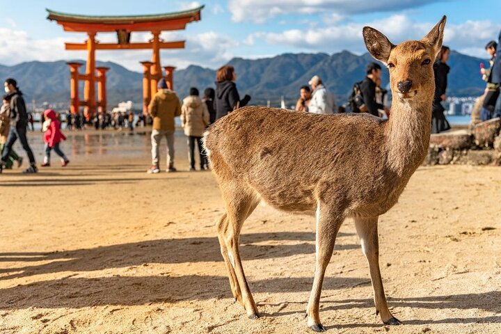 Private Hiroshima Tour with a Local, Highlights & Hidden Gems, 100% Personalised with City Unscripted