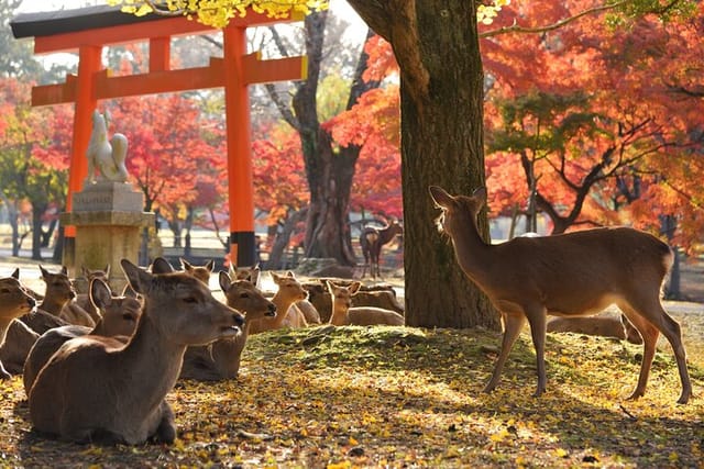 Private Nara Tour with Government Licensed Guide & Vehicle (Osaka Departure) - Photo 1 of 17